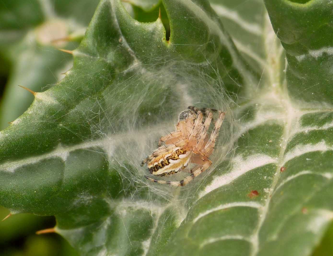 Maschio di Aculepeira armida